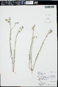 Linum lewisii image