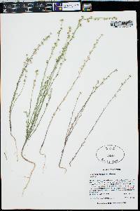 Linum neomexicanum image