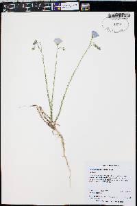 Linum pratense image