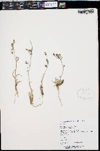 Mentzelia albicaulis image