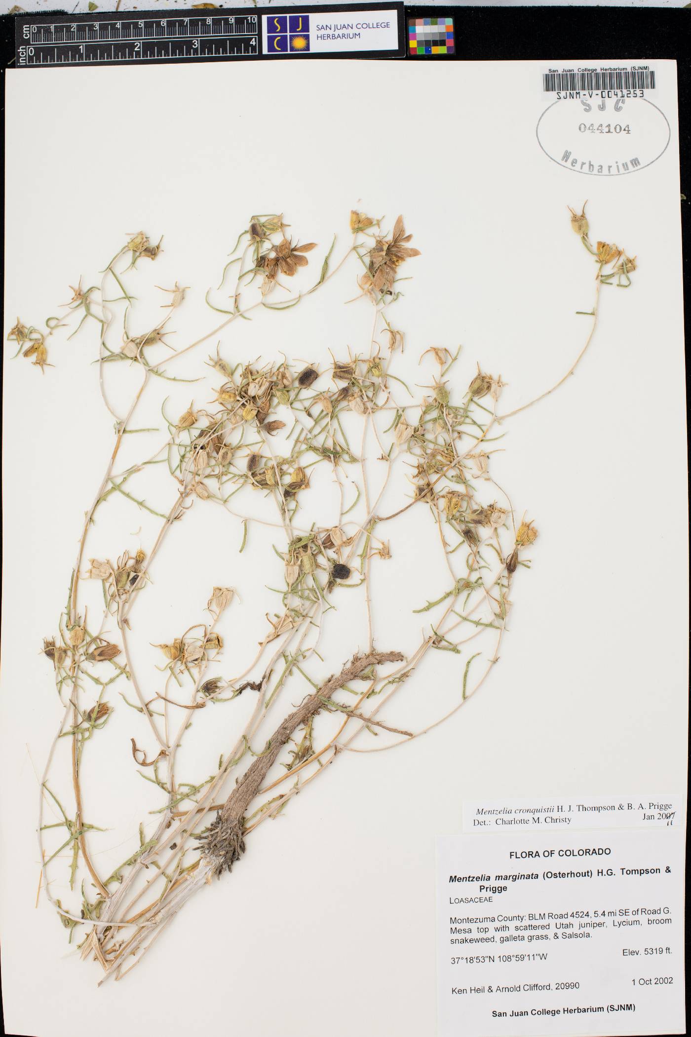 Mentzelia marginata image