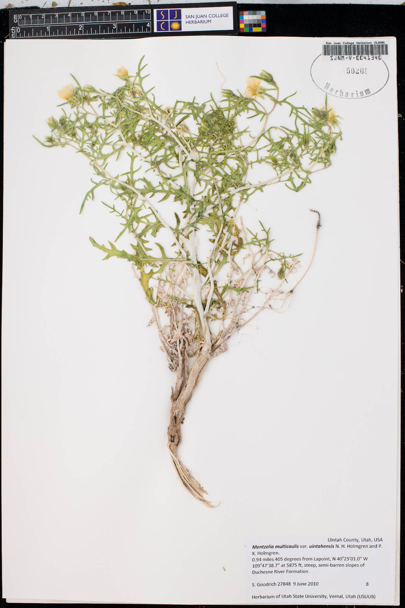 Mentzelia multicaulis image