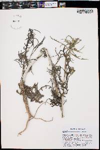Mentzelia sivinskii image