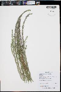 Lythrum californicum image