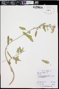 Sphaeralcea hastulata image