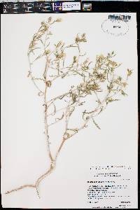 Mentzelia multiflora image