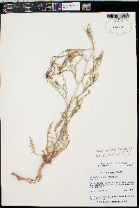 Mentzelia filifolia image