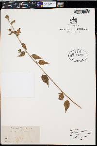Kosteletzkya virginica image