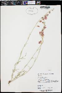 Sphaeralcea leptophylla image