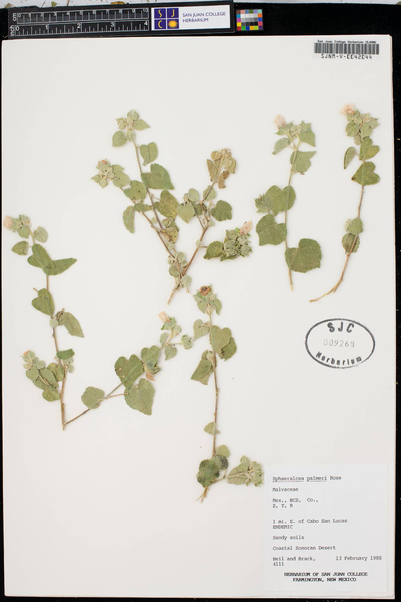 Sphaeralcea palmeri image