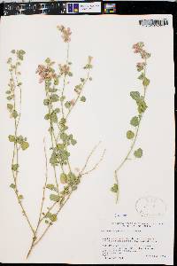 Sphaeralcea parvifolia image