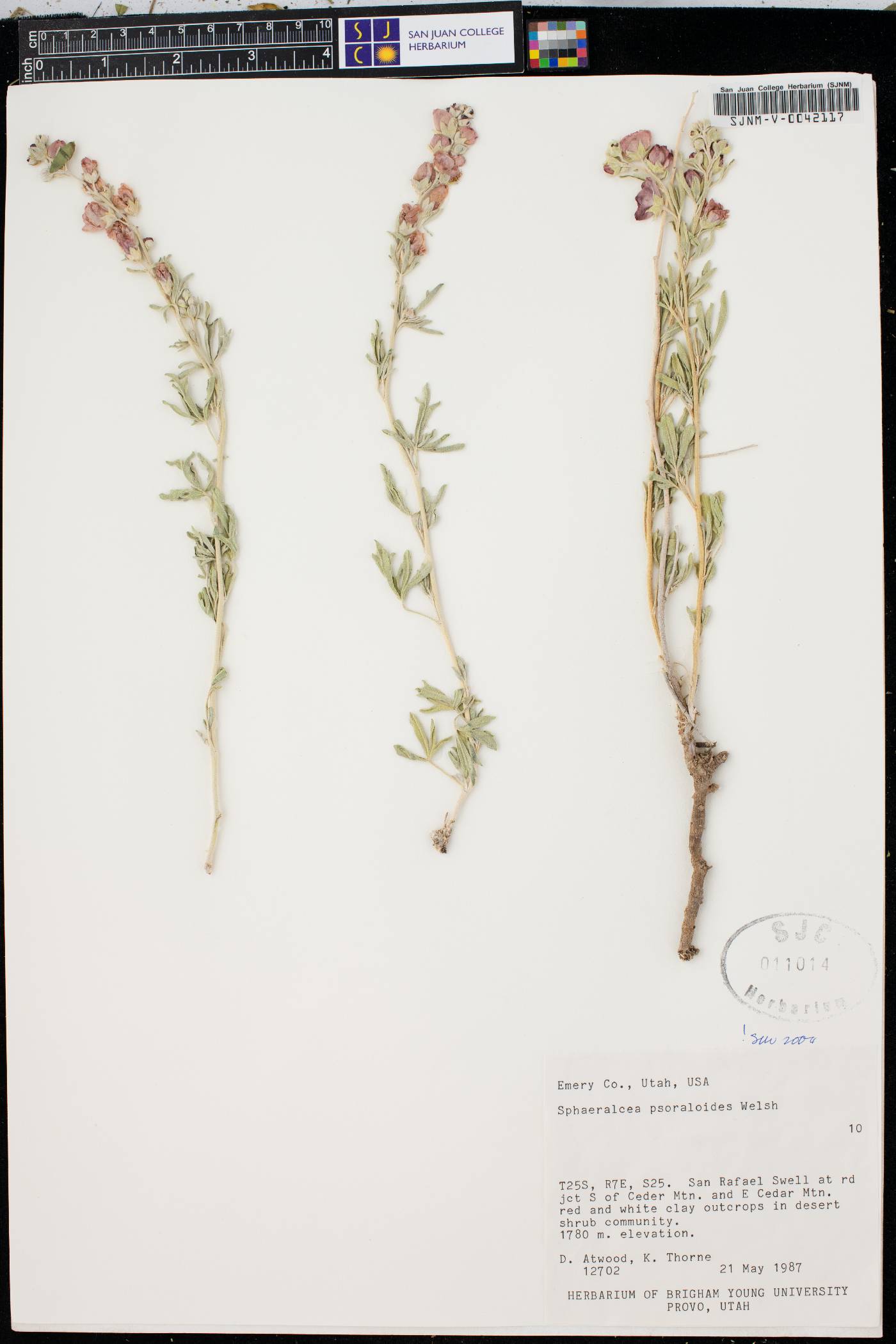 Sphaeralcea psoraloides image