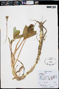 Menyanthes trifoliata image