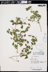 Morus microphylla image