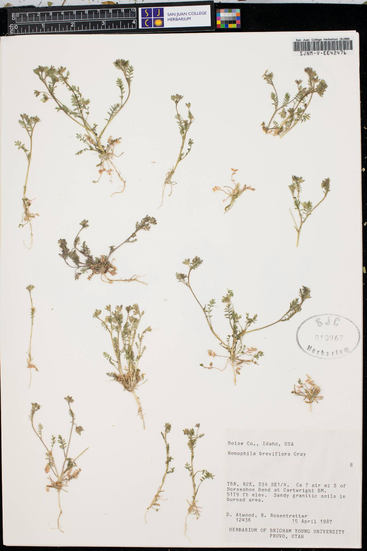 Nemophila breviflora image