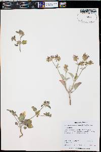 Acleisanthes chenopodioides image