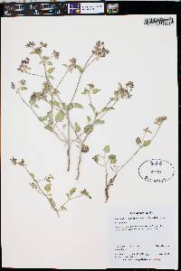 Acleisanthes chenopodioides image