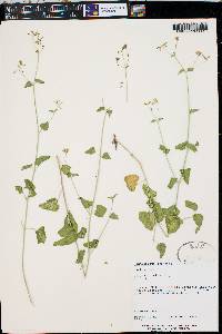 Commicarpus scandens image