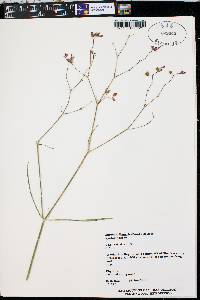 Mirabilis linearis image