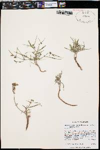 Mirabilis linearis var. decipiens image