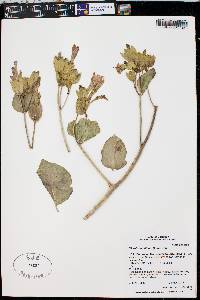 Mirabilis multiflora image