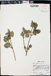 Mirabilis multiflora image