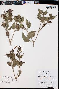 Mirabilis multiflora image