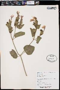 Mirabilis multiflora image