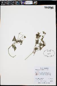 Mirabilis nyctaginea image