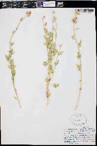 Sphaeralcea psoraloides image