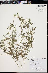 Nemophila aurita image