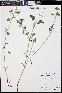 Mirabilis oxybaphoides image