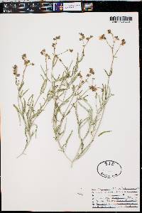 Mirabilis linearis image