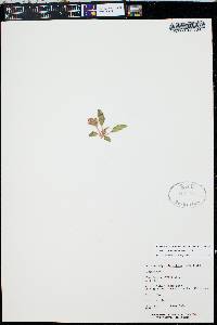 Tripterocalyx micranthus image