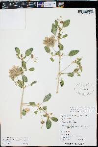 Tripterocalyx micranthus image