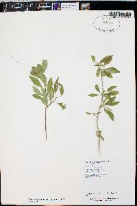 Forestiera pubescens image