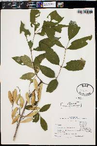 Fraxinus caroliniana image