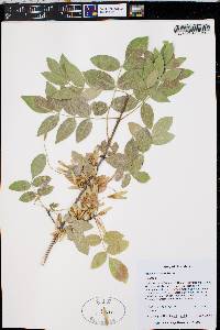 Fraxinus velutina image