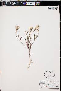 Eremothera boothii image