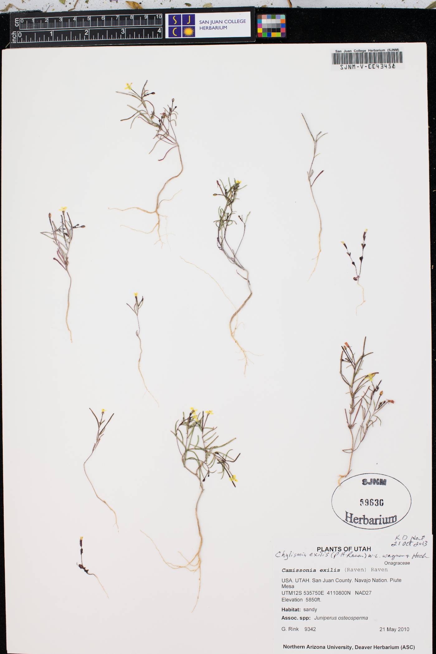 Chylismia exilis image