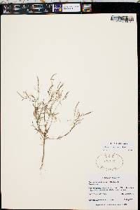 Epilobium brachycarpum image