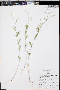 Epilobium brachycarpum image