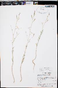 Epilobium brachycarpum image