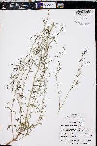 Epilobium brachycarpum image