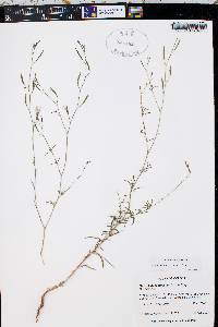 Epilobium brachycarpum image