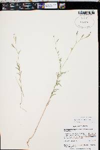 Epilobium brachycarpum image