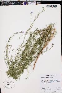 Epilobium brachycarpum image