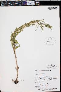 Epilobium lactiflorum image