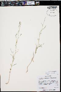 Epilobium brachycarpum image