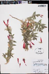 Epilobium canum image